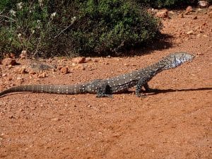 Alice Springs - 10 Great Days Out