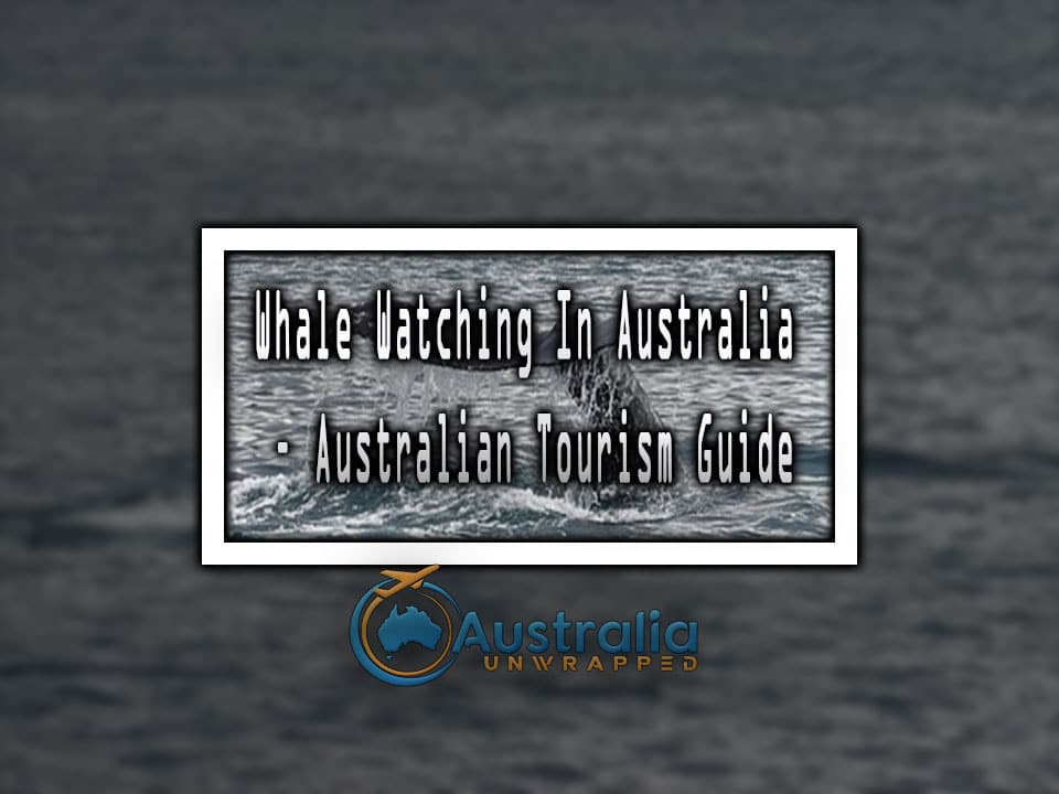 Whale Watching In Australia – Australian Tourism Guide