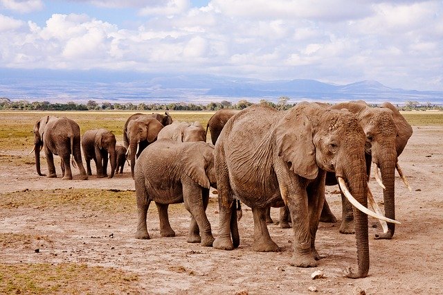 Kenya’s Most Vibrant Places for Safari Tour