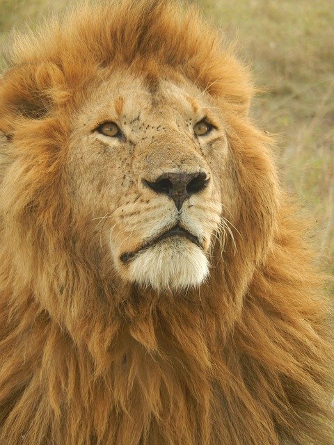 Kenya’s Most Vibrant Places for Safari Tour
