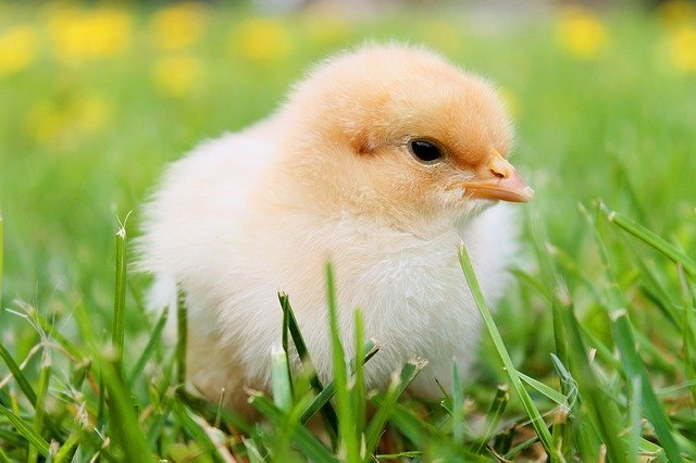Why did the Chicken Cross the Road?