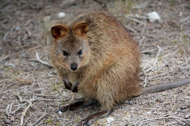 australia culture facts Australian Unwrapped