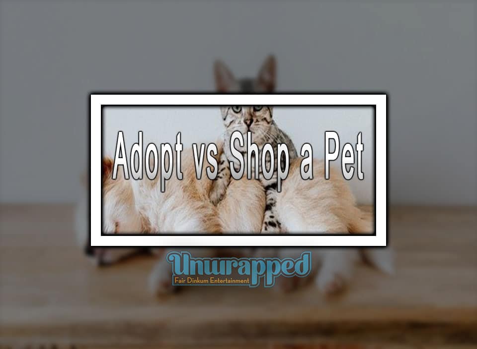 Adopt vs Shop a Pet