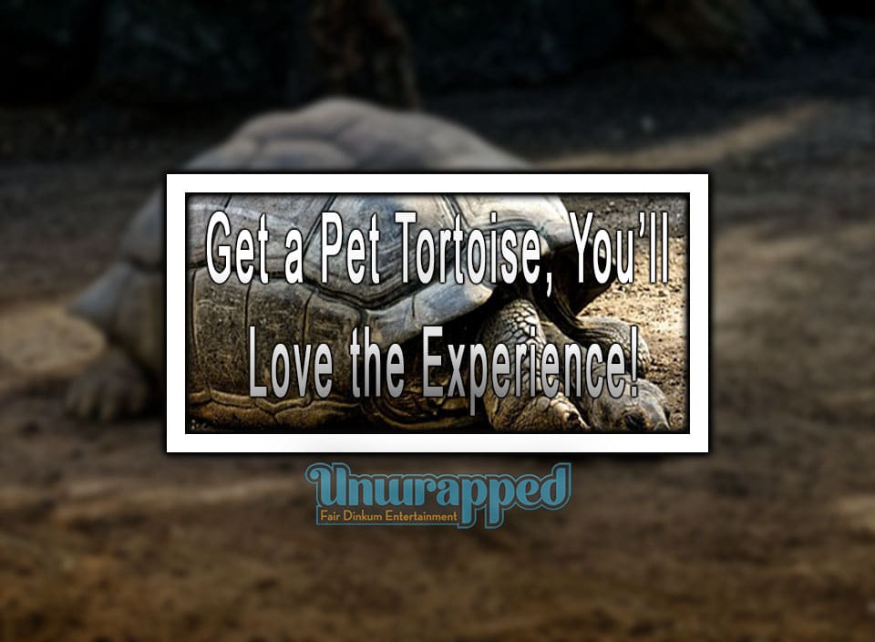 Get a Pet Tortoise, You’ll Love the Experience!