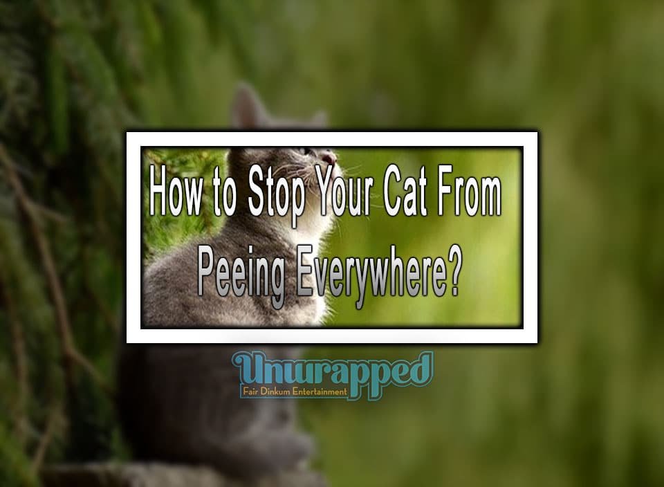 How to Stop Your Cat From Peeing Everywhere