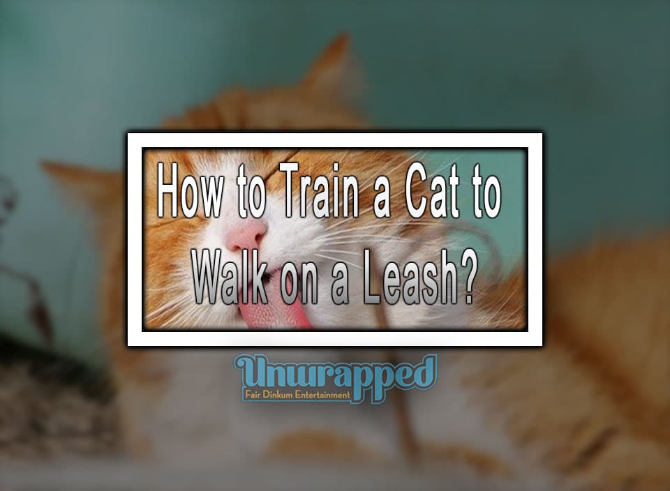 How to train a cat to walk on a leash? (Cats Training Tutorials