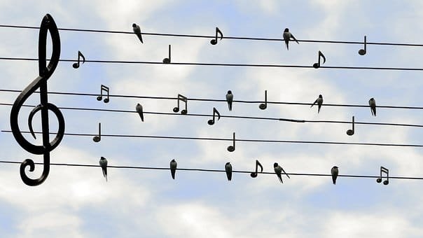 Birds Singing and Chirping Free Digital Download