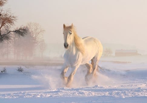 Horse Trotting Sound Effect