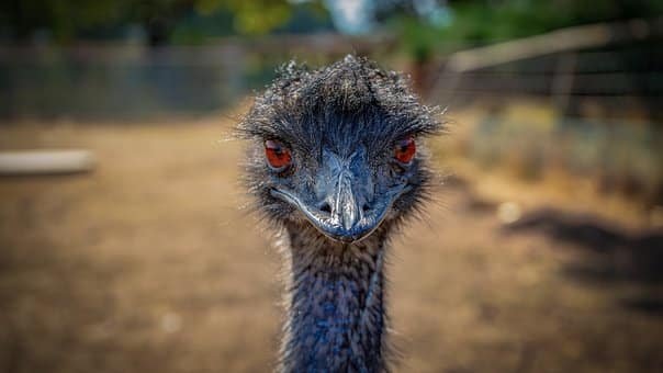 Emu Ten Foods Australian Visitors Must Try in 2020