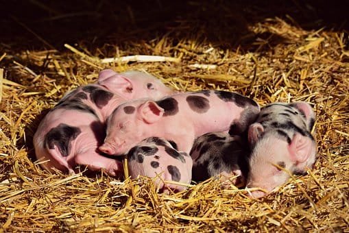 Swine Fever