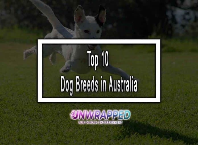 Top 10 Dog Breeds in Australia