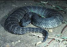 Common Death Adder - Acanthophis antarcticu   Top 10 Most Dangerous Venomous Snakes in Australia