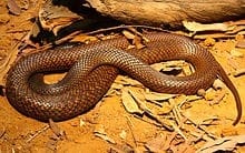 Western Brown Snake - Pseudonaja mengden     Top 10 Most Dangerous Venomous Snakes in Australia
