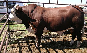  Australian Braford Top 10 Cattle Breeds in Australia in 2020
