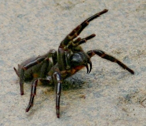 Sydney Funnel Web