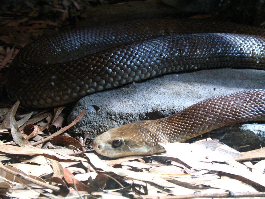 Coastal Taipan - Oxyuranus scutellatu   Top 10 Most Dangerous Venomous Snakes in Australia