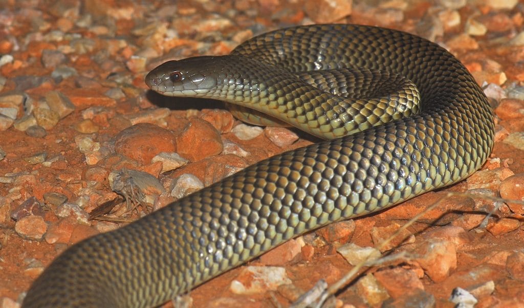 Mulga Snake - Pseudechis australi Top 10 Most Dangerous Venomous Snakes in Australia