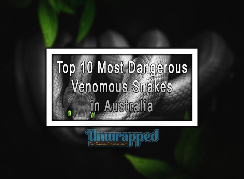 Top 10 Most Dangerous Venomous Snakes in Australia