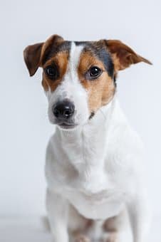 Jack Russel Terrier Top 10 Dog Breeds in Australia in 2020
