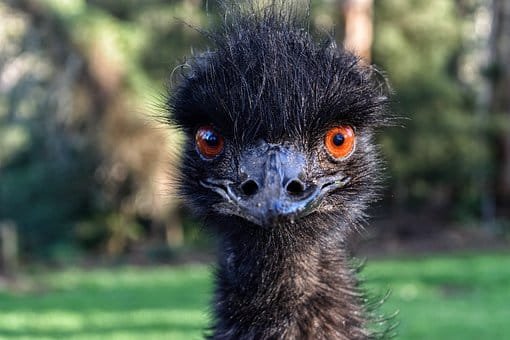 Emu