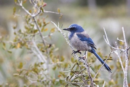 Scrub Birds