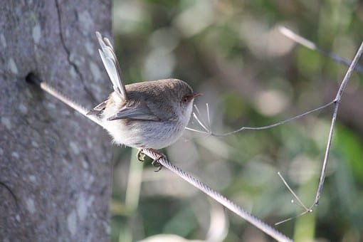Splendid Fairy-wren