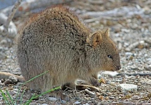 Quokka