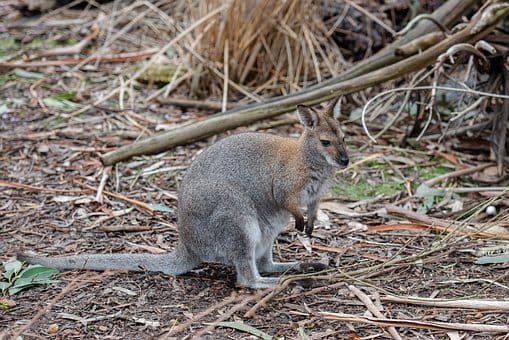 Wallaby