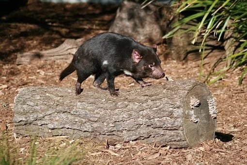 Tasmanian devil