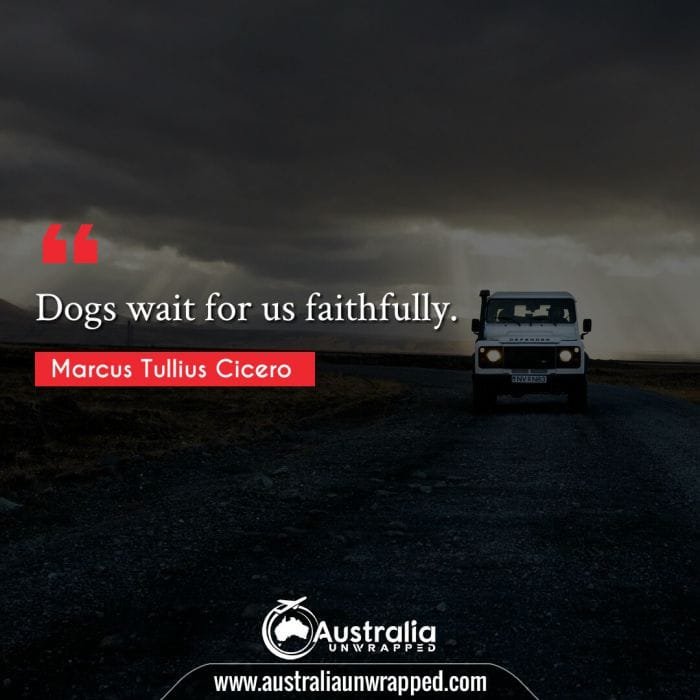  Dogs wait for us faithfully.
