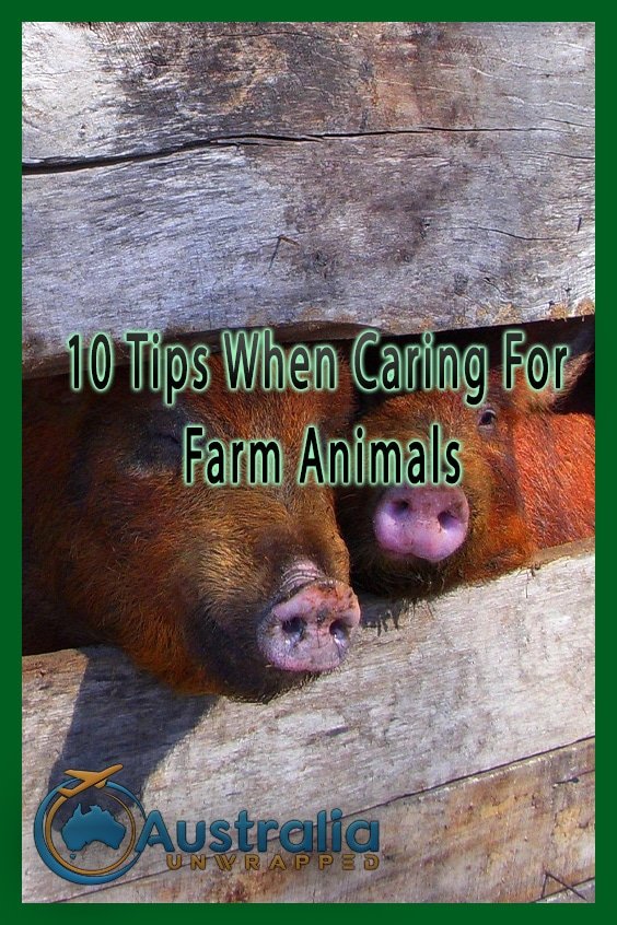 10 Tips When Caring For Farm Animals