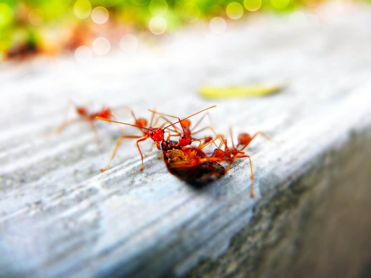 Be Careful About These Ants In Australia