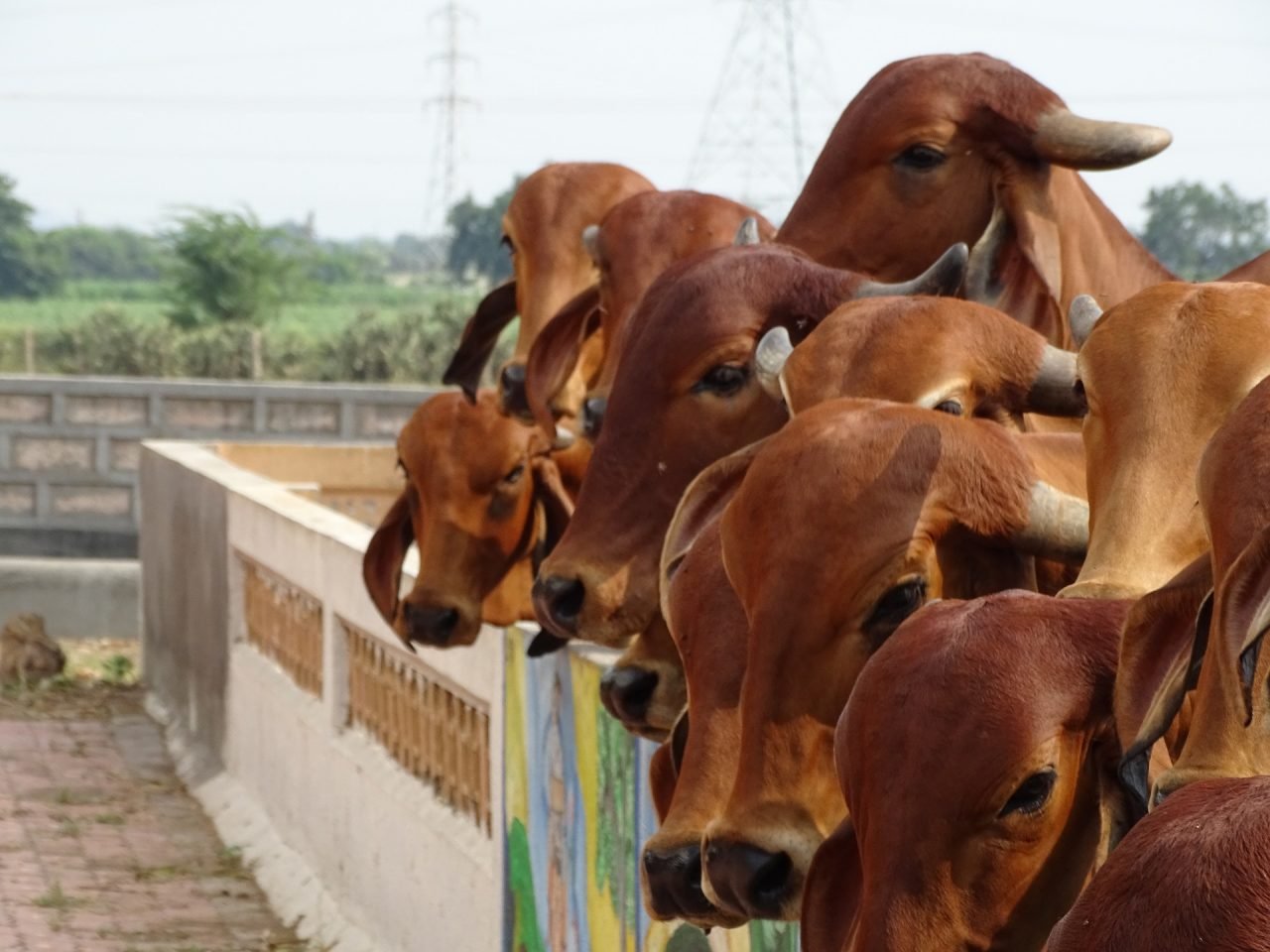 10 Tips When Caring For Farm Animals