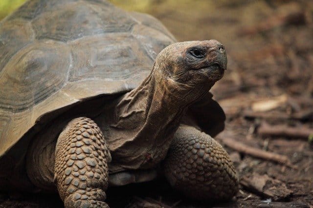 Get a Pet Tortoise, You’ll love the Experience!
