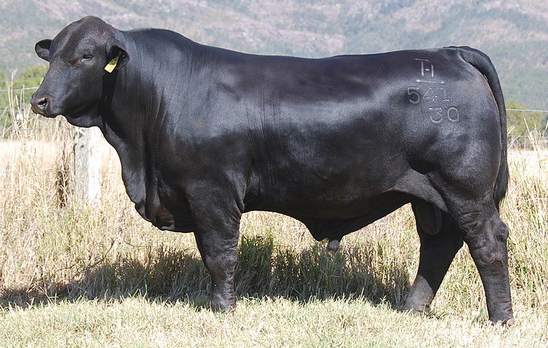 Top 10 Cattle Breeds in Australia in 2020