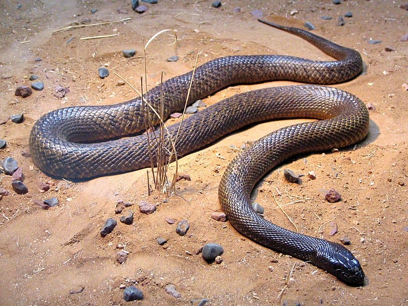 Top 10 Most Dangerous Venomous Snakes in Australia