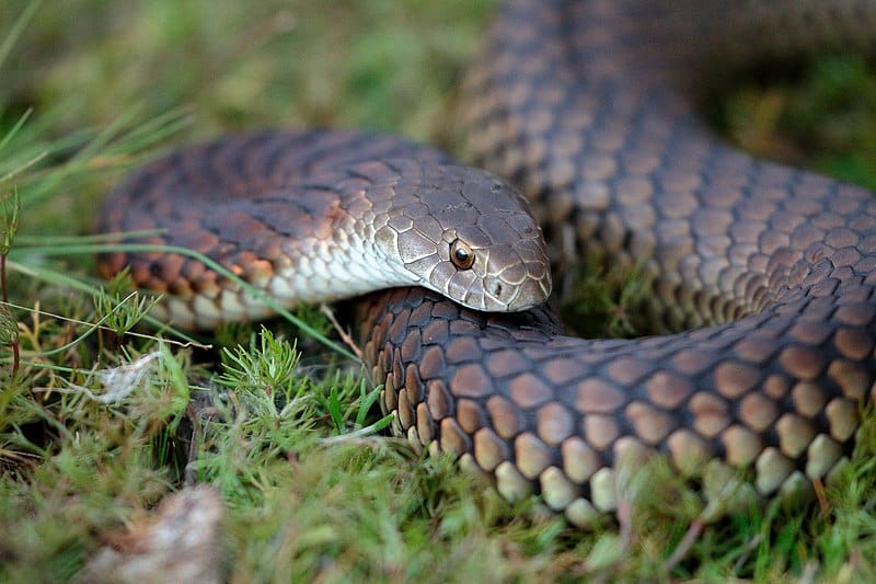 Top 10 Most Dangerous Venomous Snakes in Australia