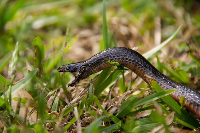 Top 10 Most Dangerous Venomous Snakes in Australia