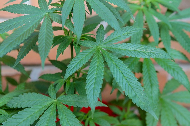 What We Know About Cannabidiol So Far