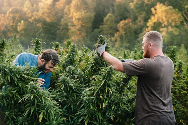 Why Many People Use Cannabidiol To Relieve Pain?