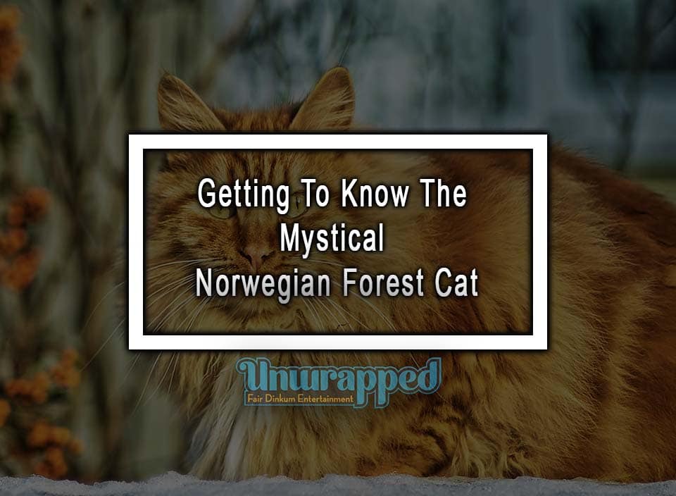 Getting To Know The Mystical Norwegian Forest Cat