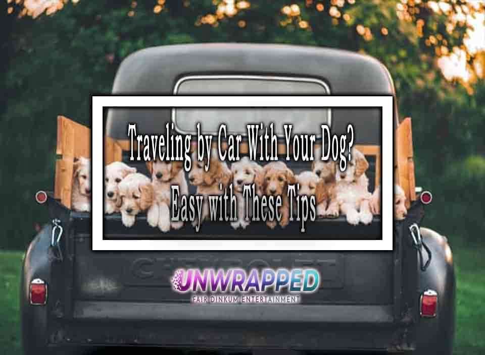 Traveling by Car With Your Dog Easy with These Tips