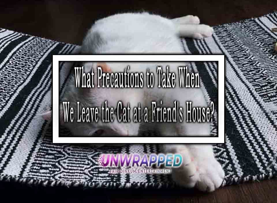 What Precautions to Take When We Leave the Cat at a Friend's House?