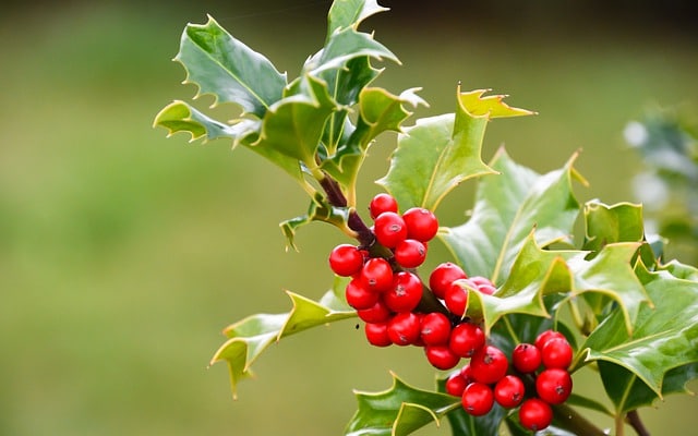 Holly berries