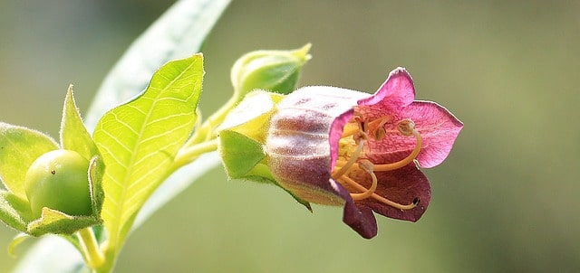 Deadly nightshade fruit