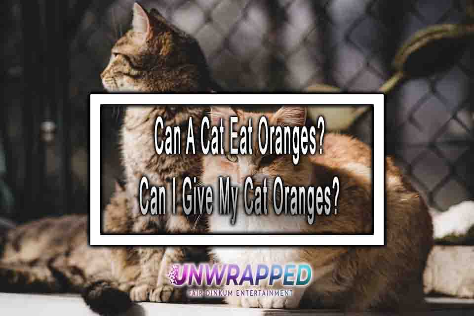 Can A Cat Eat Oranges? Can I Give My Cat Oranges?