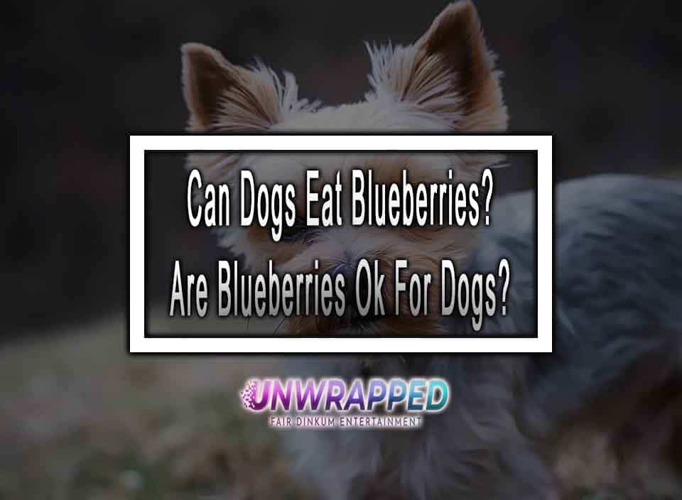 Can Dogs Eat Blueberries? Are Blueberries Ok For Dogs?
