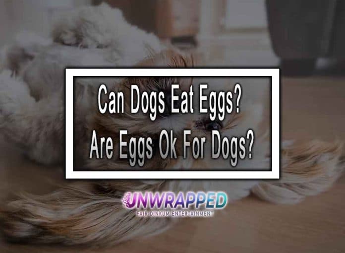Can Dogs Eat Eggs? Are Eggs Ok For Dogs?
