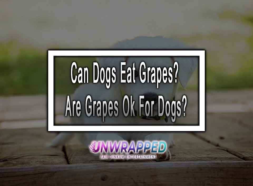 Can Dogs Eat Grapes? Are Grapes Ok For Dogs?