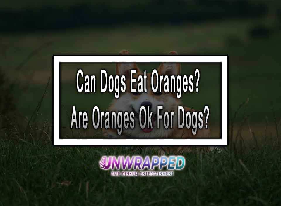 Can Dogs Eat Oranges? Are Oranges Ok For Dogs?